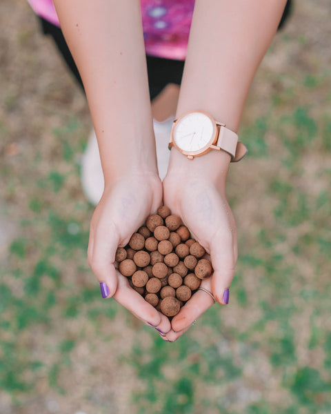 Blackcurrants | Freeze Dried - Chocolate